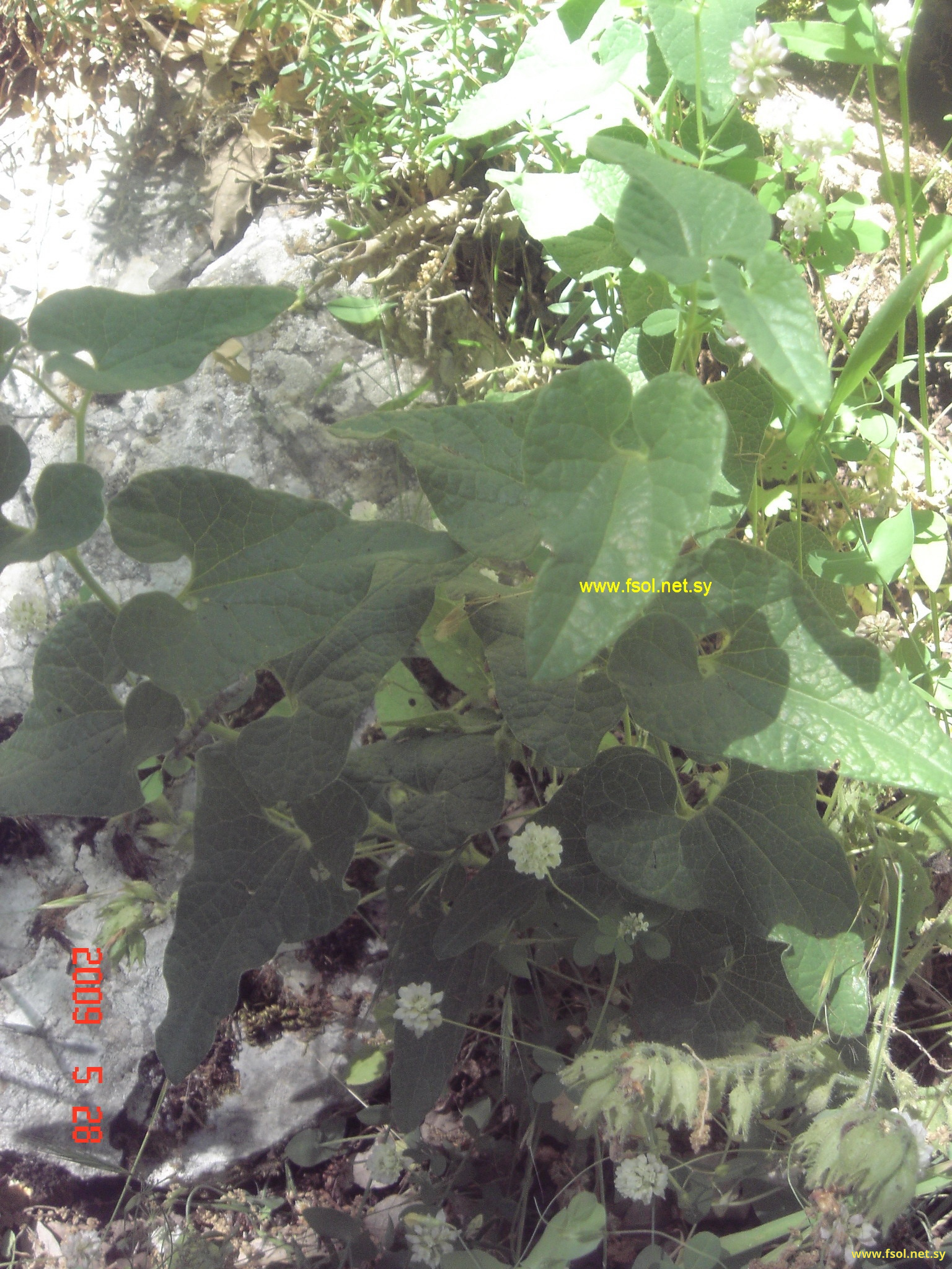 Aristolochia scabridula Boiss.